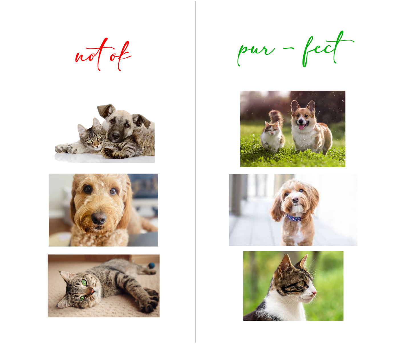 Snuggle Buddy Perfect Gift: Personalized Pet Cushion with Your Pet's Image & Name